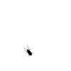 condor's avatar